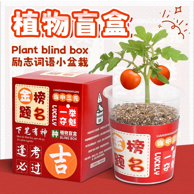 Креативные небольшие подарки на выпускной сезон для детей детского сада и начальной школы: миниатюрные комнатные растения в горшках для самостоятельного посадки, оптом.