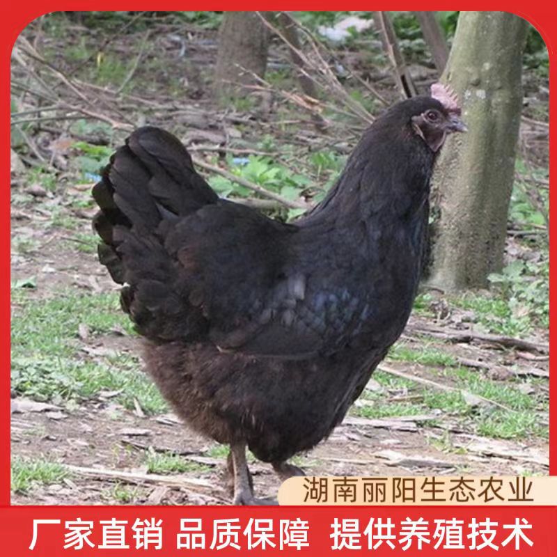 批发鸡苗活体五黑绿壳蛋鸡苗乌骨鸡仔另有三黄鸡苗青脚土鸡多蛋鸡