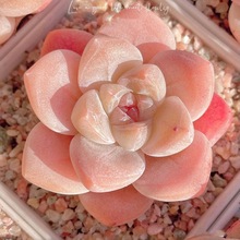 ����ֲ��M���������ֺ��B��Ʒ�������b�k���һ���С���ԑ���ֲ��