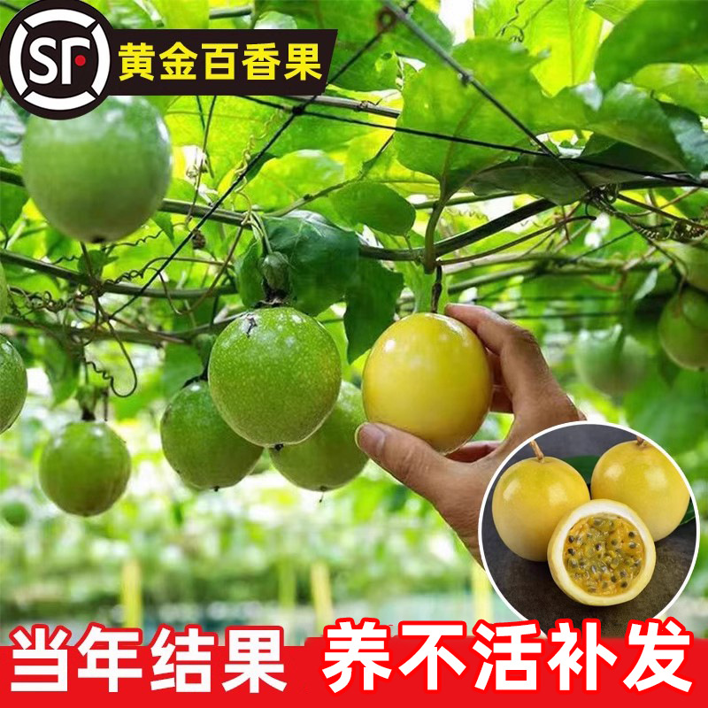 黄金百香果树果苗南北方庭院水果树种植果苗带果四季开花结果好养