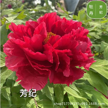 批发四季富贵牡丹苗观赏花卉秋牡丹苗盆栽室内室外绿植品种齐全