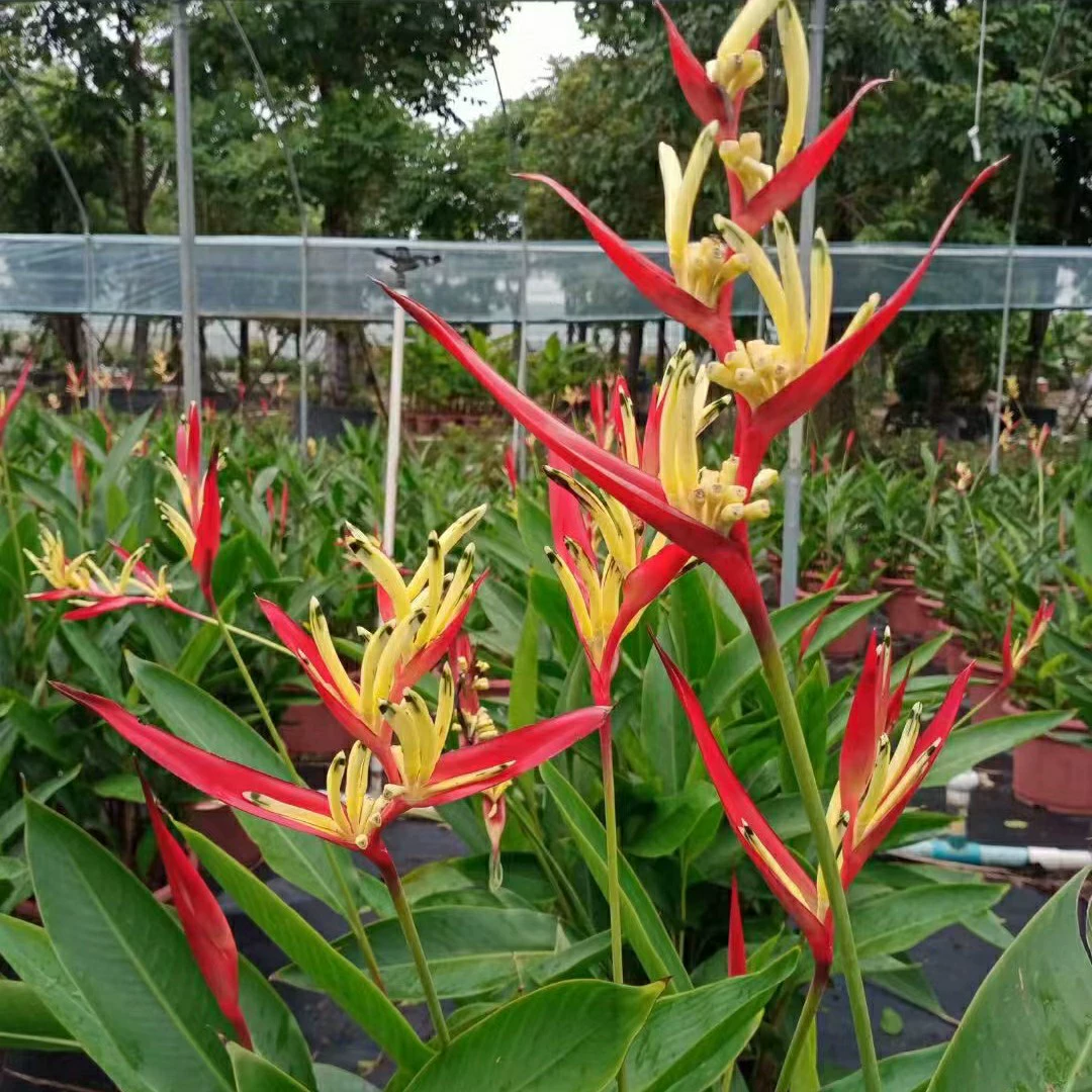 2207 база оптовая поставка зеленых листьев рубинов птицы банан декоративные цветы цветочный парк зелень