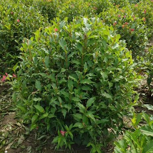 ���� �t�����\����  �ļ��\����  �\���G�h�� �����t�����\����