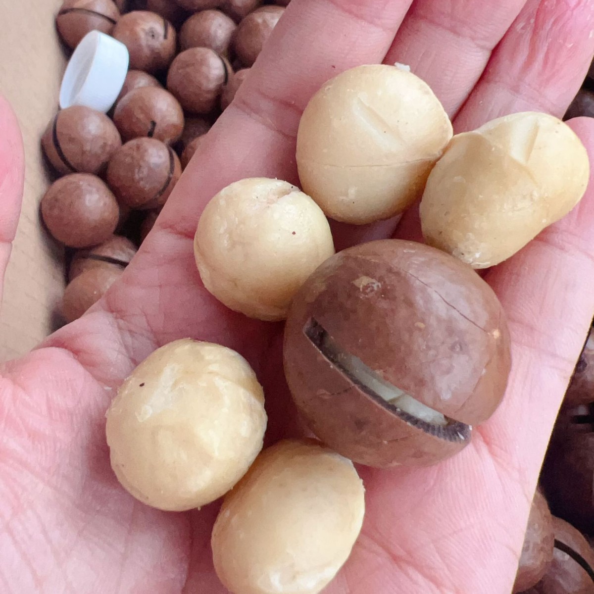 夏威夷果地摊电商批发夏威夷果碧根果巴旦木开心果干坚果零食干果