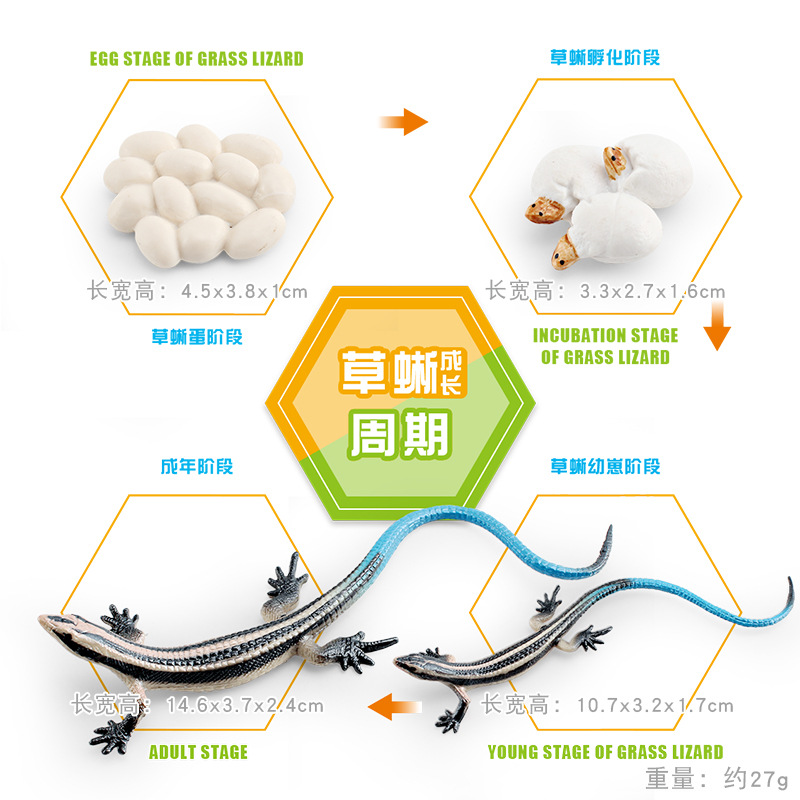 Modelo animal de simulación al por mayor de pollo pato ganso mariposa tortuga Rana ciclo de crecimiento Montessori material didáctico adornos hechos a mano