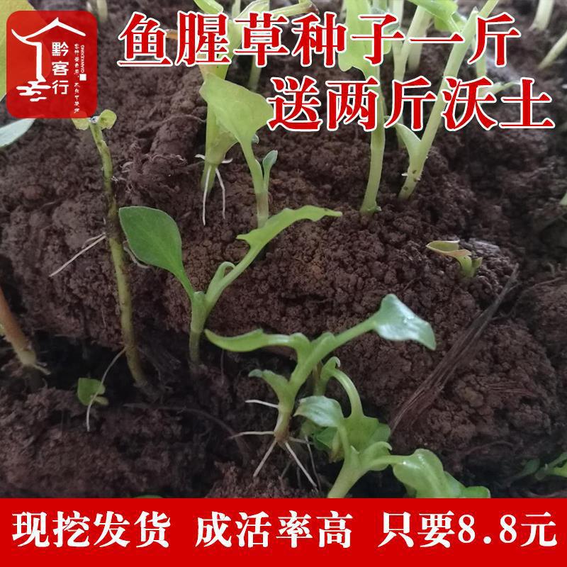 Zhe Ergen seed 1 pounds Guizhou wild Four seasons Sichuan Province fresh Potted plant Houttuynia