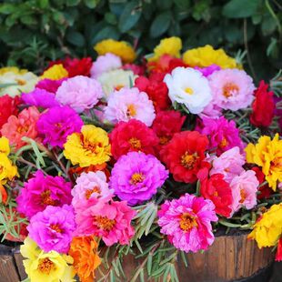 Double Sunflower Seeds Flower Seeds Sown in All Seasons and Blooming Mixed Color Balcony Flower Seeds Easy to Grow Live Potted Plants