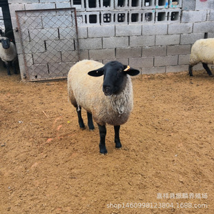 ���C�������Bֳ�������_����С����_���˷N�������ĸ��С��