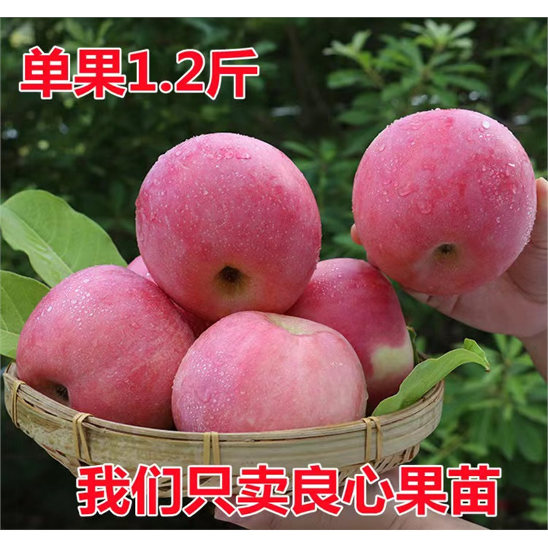 特大日本红富士脆甜苹果树苗嫁接苹果苗南方种植盆栽地栽当年结果