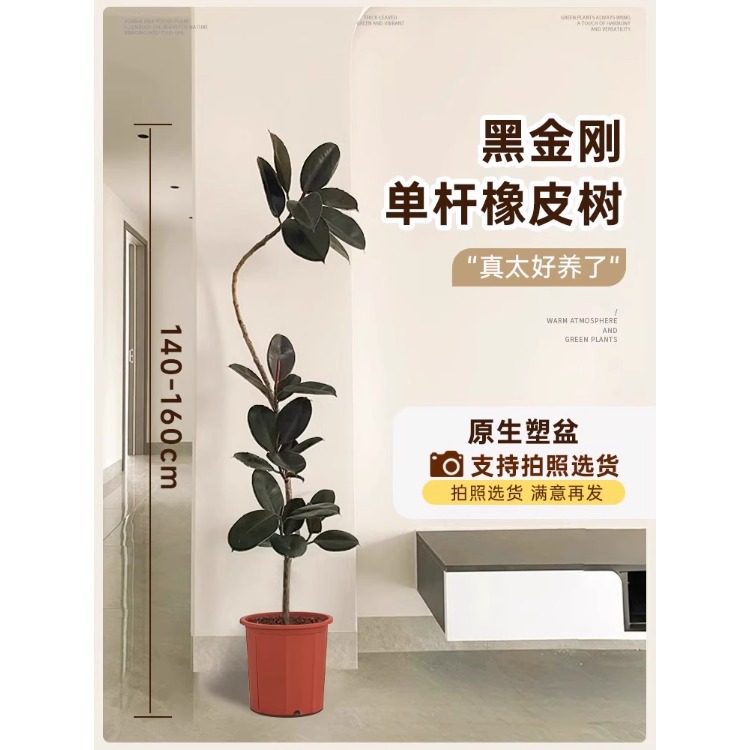 [가벼운 고급 떠다니는 가지] 단일 떠다니는 고무나무-1.4- 1.6m - 원래 고무 냄비