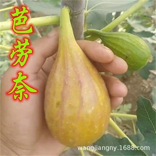 芭劳奈无花果苗特大无花果树苗阳台四季盆栽地栽南北方种当年结果