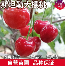 斯坦勒大樱桃苗南北方地栽车厘子树苗盆栽特大嫁接樱桃树当年结果