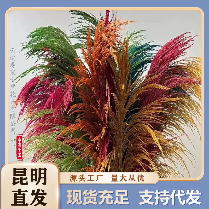 云南厂家直发芦苇铁杆芦苇大芦苇永生花批发婚庆造景装饰摆件必备