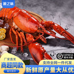 波士顿龙虾速冻大波龙鲜冻海鲜活冻澳洲澳龙超大特大商用整箱批发