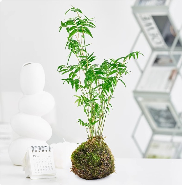 Musgo bola de junio nieve bonsai planta hidropónica acantilado modelado mini micro paisaje plantación verde de mesa interior pequeña maceta image 19