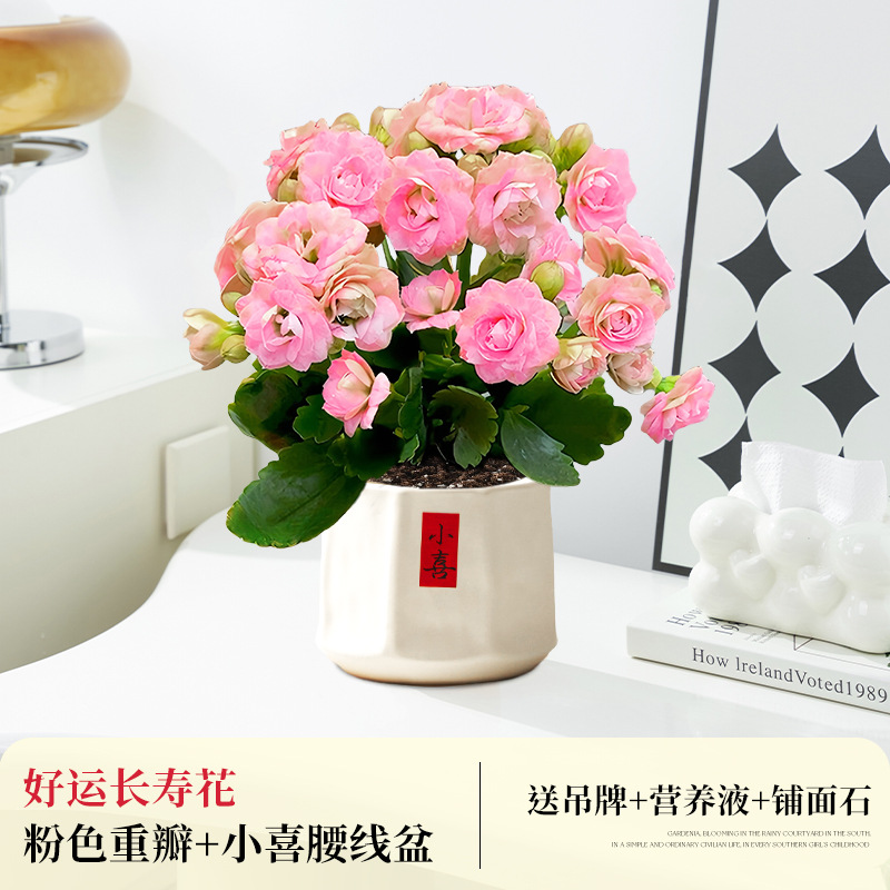 [샤오홍슈 인기상품] 핑크 더블 행운 장수 꽃 + 샤오시 허리 냄비 (무료)