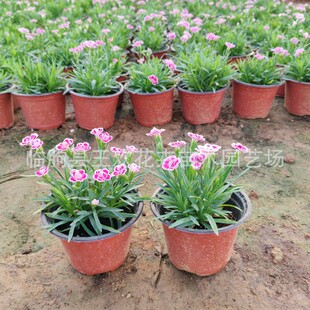 ����ʯ���绨��ǰ���Y����ƺ�ر�ͥԺ�G�����̶������ͺ������L