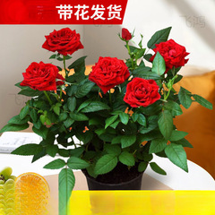 つぼみ付きバラの苗、特大バラの花の木、四季咲きの鉢植えの花、屋内バルコニー、育てやすい緑の植物