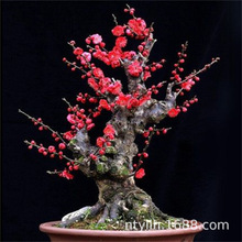 ޽÷t÷D÷G÷䘶辰÷~÷ͥԺ÷