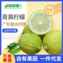 广东厚皮四季无籽薄皮