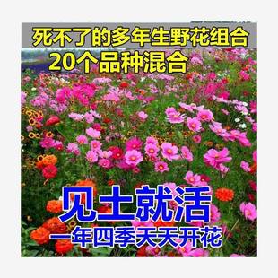 Cold-Resistant Flower Seeds, Perennial Wildflower Combination Seeds, Bloom All Year Round, Easy to Grow in the Courtyard and Outdoors