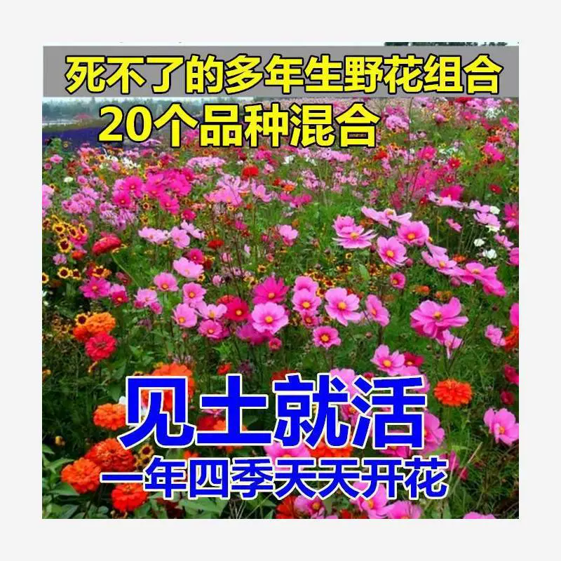 Морозостойкие семена цветов, комбинированные семена многолетних полевых цветов, цветут круглый год, легко выращиваются во дворе и на открытом воздухе.