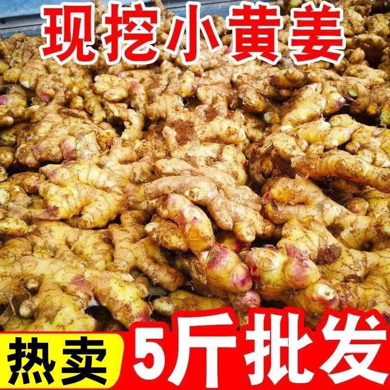 原产地现挖现发小黄姜新鲜月子姜仔姜老姜整箱批发代发厂家直销