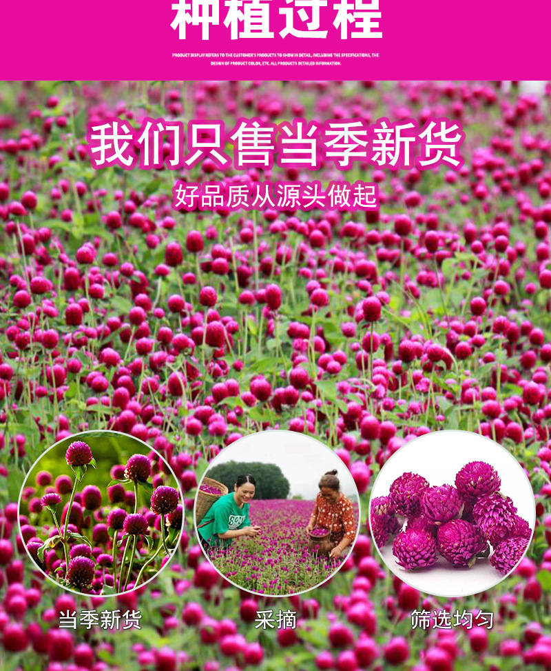 Qian Ri Hong Dried Flowers (Gomphrena globosa) — Yunnan Globe Amaranth Herbal Tea, 500g Loose preparation