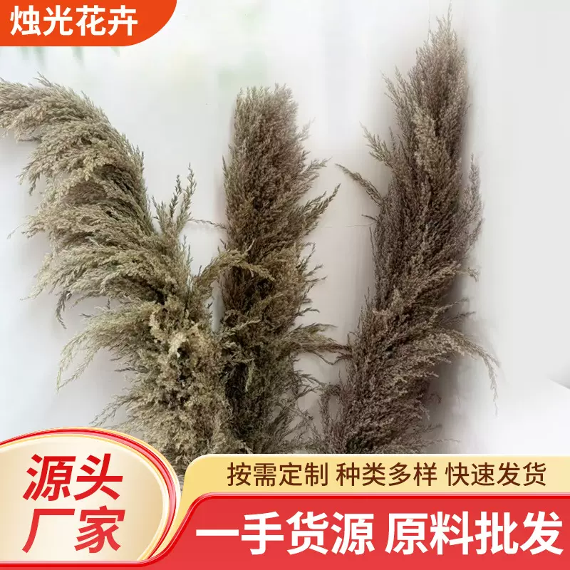 蒲苇干花家居铁杆芦苇花絮装饰diy北欧婚庆咖啡店布展风干