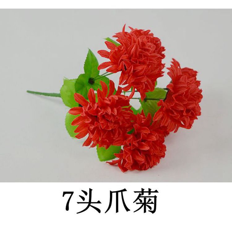 7头爪菊5.jpg