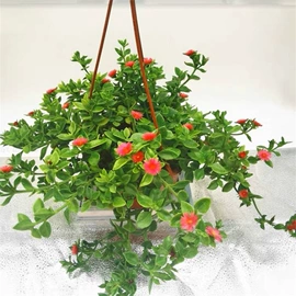 盆栽;种子;花盆容器
