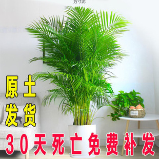 Sanwei Sunflower Potted Plant, Evergreen Green Plant, Phoenix Tail Bamboo, Indoor Living Room, Balcony, Office Desktop Potted Plant