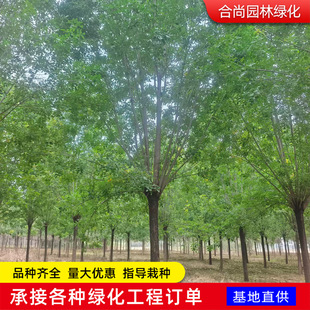 ��Ϟ������Ϟ�����е�ͥԺ�^�p�c�Y�������D���NҎ���Ϟ��