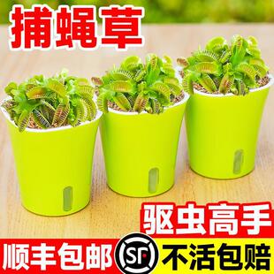 Extra-Large Flytrap Potted Plant, Pitcher Plant, Sundew Insectivorous Green Plant, Hydroponic Fun Mosquito-Repelling Venus Flytrap