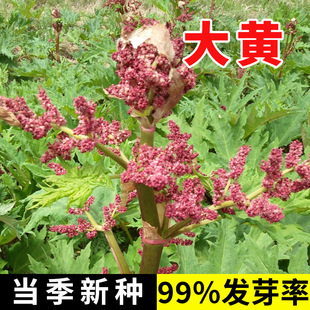 ���S�N�Ӄ��|���R����S�N���ļ��Nֲ�����֪ĸ��������