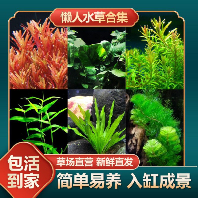 鱼缸懒人水植物淡水有茎缸造景水族箱中后景水套餐包邮厂家