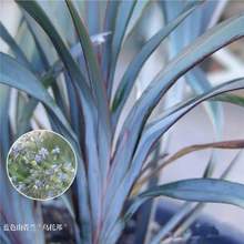 �{ɫɽ���m���~���а�Dianella prunina Utopia ���Գ��G�͟��ͺ�