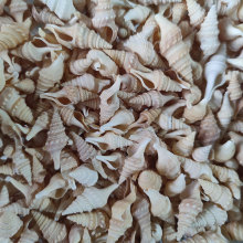 焦螺 棕色海螺 小贝壳海螺 装饰 许愿瓶漂流瓶微景瓶装饰素材天然