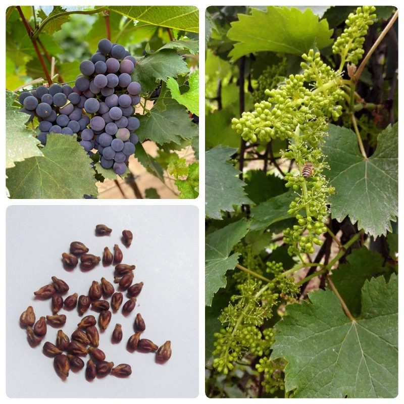 Семена Винограда Семена Лесные Семена Четыре Сезона Многолетние Пейзаж Озеленение Инженерия