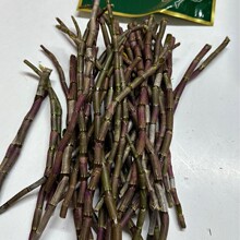 霍山铁皮石斛条 原产 铁皮石斛鲜条 新鲜石斛条