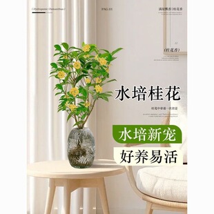 ��ˮ��ֲ�����Ԙ��玧���҃ȿ͏dˮ�B�ļ�������ͺ��B�Gֲ����