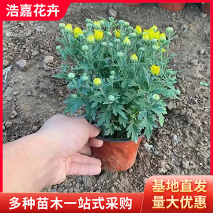 National Day Chrysanthemum with Flower Buds Potted Seedlings National Day Chrysanthemum Festival Rental Flower Seedlings National Day Chrysanthemum Seedlings