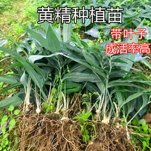 �S���Nֲ�罪���Ĵ��໨���������S���ϻ����N����ș�����r�����l