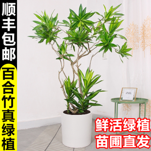 Lily Bamboo Real Green Plant Large Potted Indoor Living Room Floor-Standing Accessible Luxury Easy to Maintain All Year Round Evergreen Popular Plant Easy to Survive