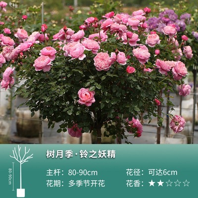 링의 요정 꽃 멀티 헤드 화관 무성한