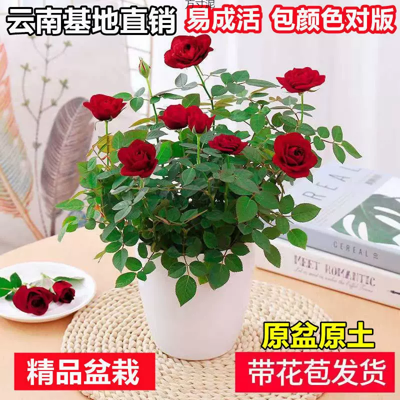 带花苞发货大花浓香玫瑰花苗阳台盆栽好养月季花苗四季开花供应链