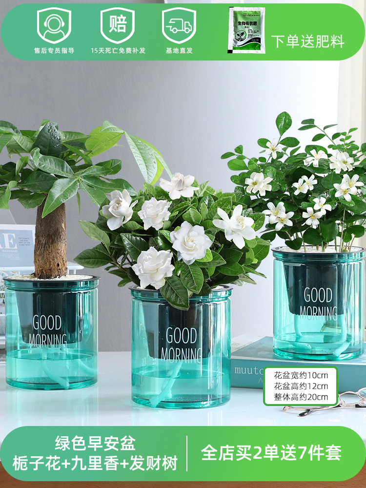 [청향 3그릇] 치자나무 + 구리향 + 돈나무 (무비료)