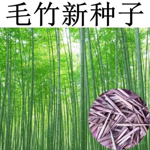 Precious Purple Bamboo Phyllostachys pubescens Phyllostachys pubescens Gold-inlaid Jade Bamboo Thunder Bamboo Edible Bamboo Shoot Seedlings Ornamental Cold-resistant Bamboo Seedlings in Northern Courtyard