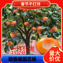 һ�����l�ش����������ͥԺ��������ϱ����Nֲ�𾧸�ƽ�o�˴���