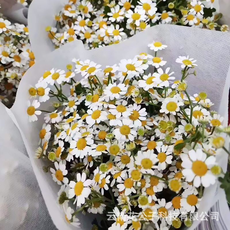 Kunming Chamomile Base Wholesale Double Chamomile Fresh Flower Base Long Flowering Period Fragrance Fresh Cut
